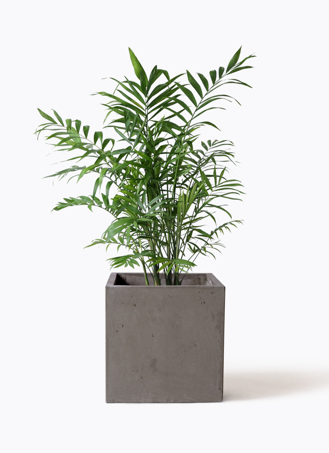 観葉植物 テーブルヤシ 7号 コンカー キューブ 灰 付き | 観葉