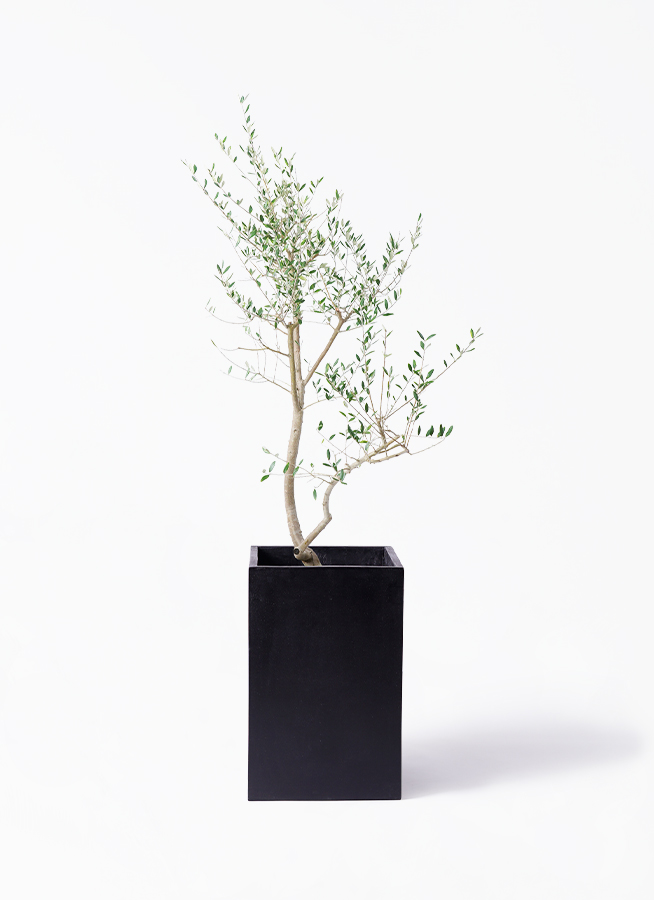 オリーブの木　レッチーノ オリーブの木 レッチーノ 約2m 現品発送 特大株 植木苗木大苗