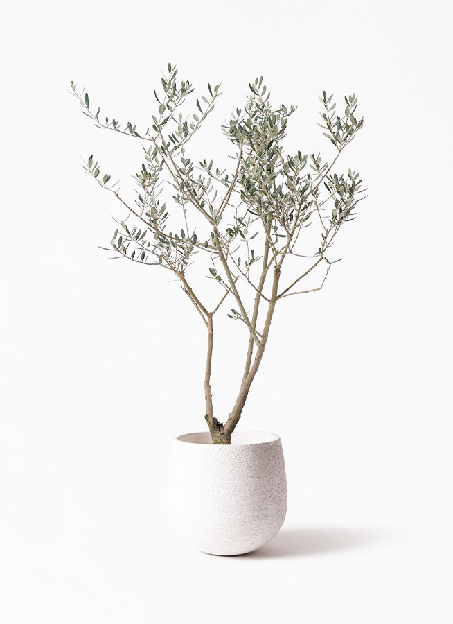 観葉植物 オリーブ 8号 マンザニロ リブバスケットNatural 付き