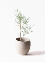 観葉植物 オリーブ 10号 レッチーノ エコストーンLight Gray 付き