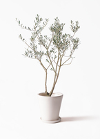 観葉植物 オリーブ 8号 マンザニロ サブリナ 白 付き | 観葉植物