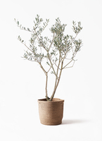 観葉植物 オリーブ 8号 マンザニロ リブバスケットNatural 付き | 観葉