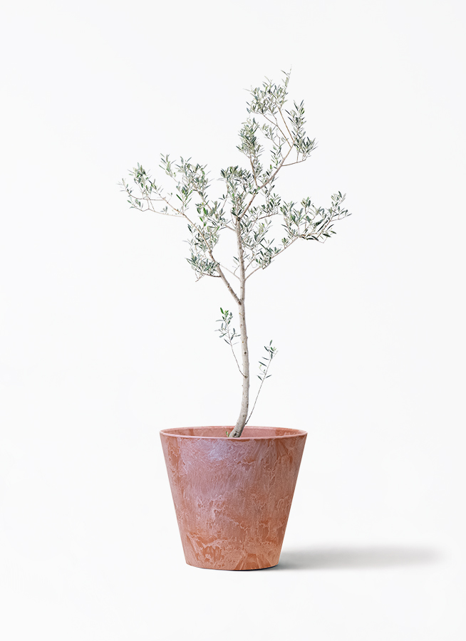 観葉植物 オリーブの木 10号 マンザニロ アートストーン ラウンド