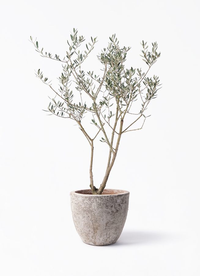 olive-manzanillo-133_1.jpg?