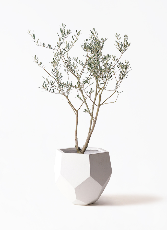 観葉植物 オリーブ 8号 マンザニロ プラスチック鉢 | 観葉植物なら