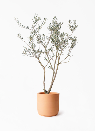olive-manzanillo-252_1.jpg?