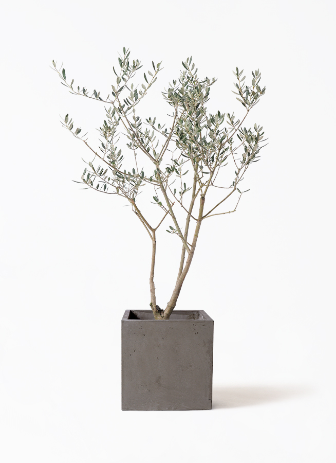 観葉植物 オリーブ 8号 マンザニロ プラスチック鉢 | 観葉植物なら