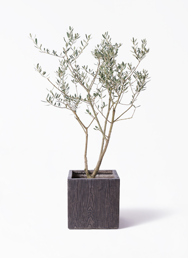 観葉植物 オリーブ 8号 マンザニロ プラスチック鉢 | 観葉植物なら