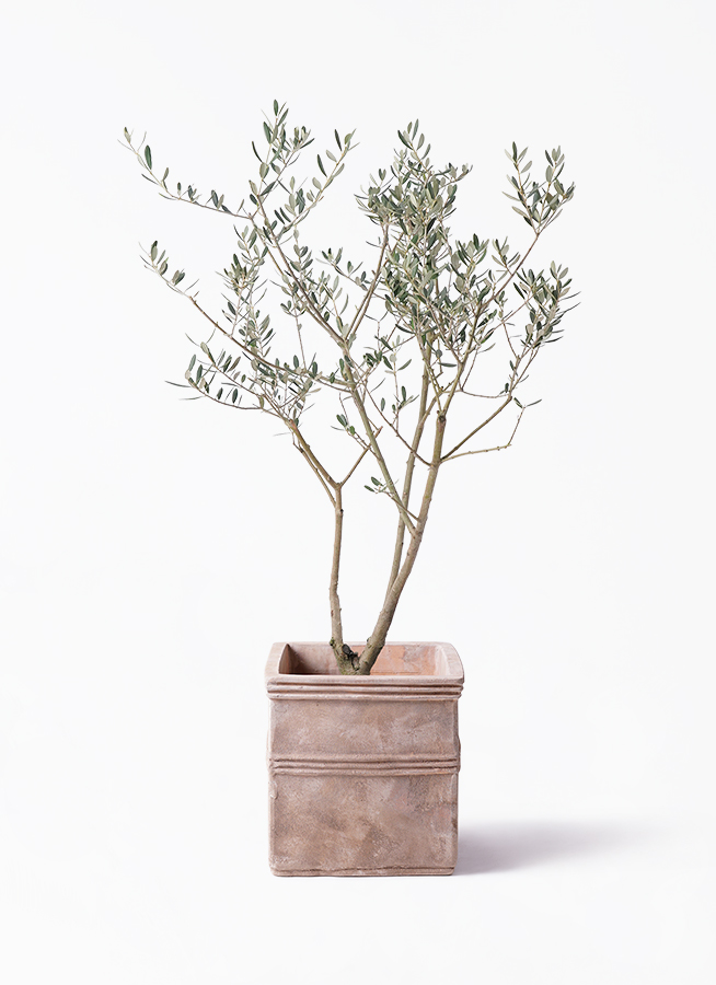 観葉植物 オリーブ 8号 マンザニロ プラスチック鉢 | 観葉植物なら