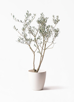 olive-manzanillo-26_1.jpg?