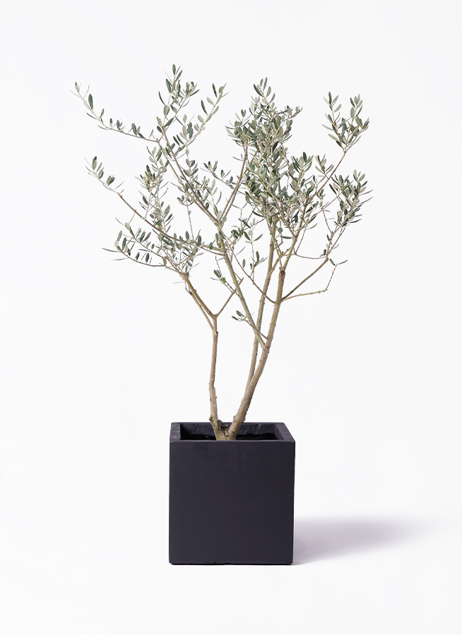 観葉植物 オリーブ 8号 マンザニロ プラスチック鉢 | 観葉植物なら