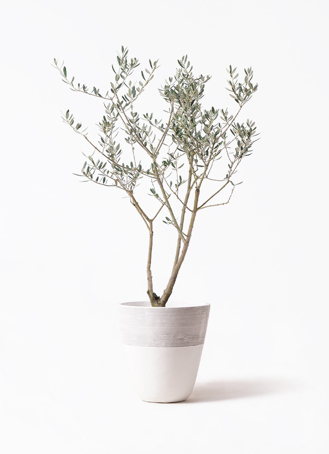 観葉植物 オリーブ 8号 マンザニロ プラスチック鉢 | 観葉植物なら