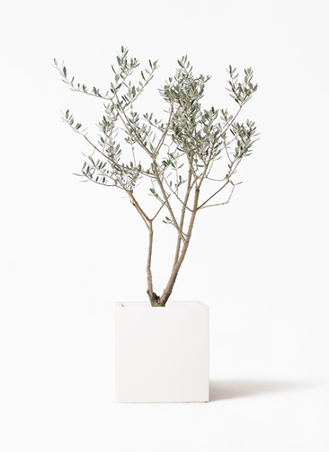 olive-manzanillo-63_1.jpg?