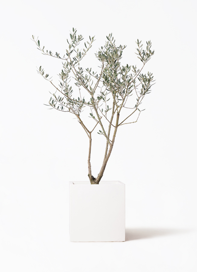 olive-manzanillo-63_1.jpg?