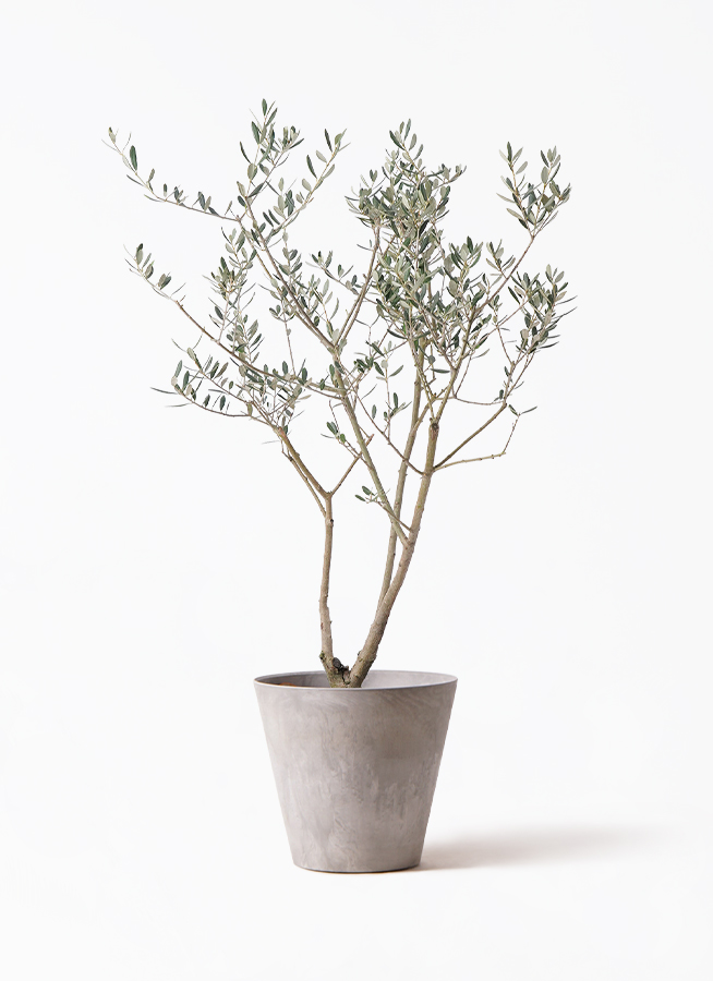 観葉植物 オリーブ 8号 マンザニロ プラスチック鉢 | 観葉植物