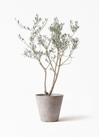 olive-manzanillo-71_1.jpg?