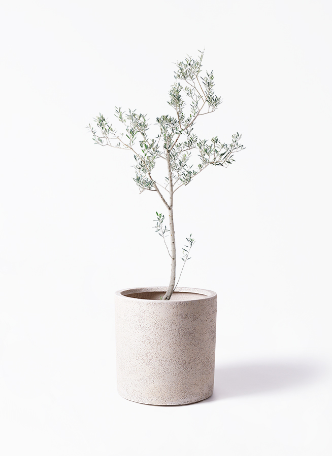 観葉植物 オリーブの木 10号 マンザニロ アートストーン ラウンド