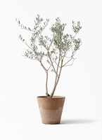 olive-manzanillo-72_1.jpg?