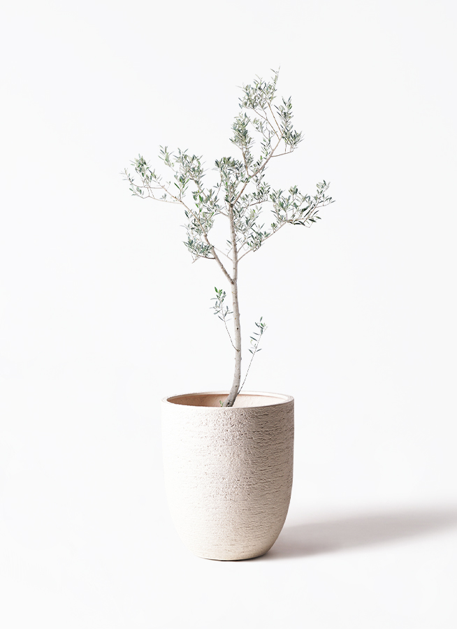 観葉植物 オリーブ 10号 マンザニロ エコストーンGray 付き