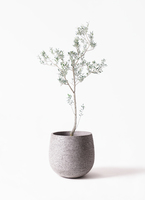 観葉植物 オリーブ 10号 マンザニロ エコストーンGray 付き | 観葉植物