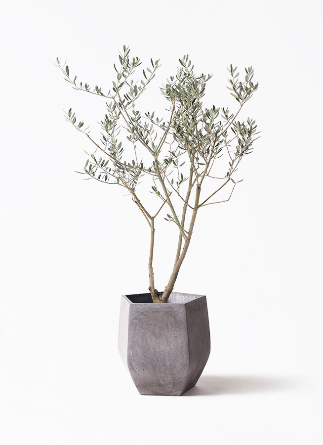 観葉植物 オリーブ 8号 マンザニロ リブバスケットNatural 付き