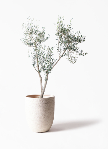 olive-mission-10_1.jpg?1735003469