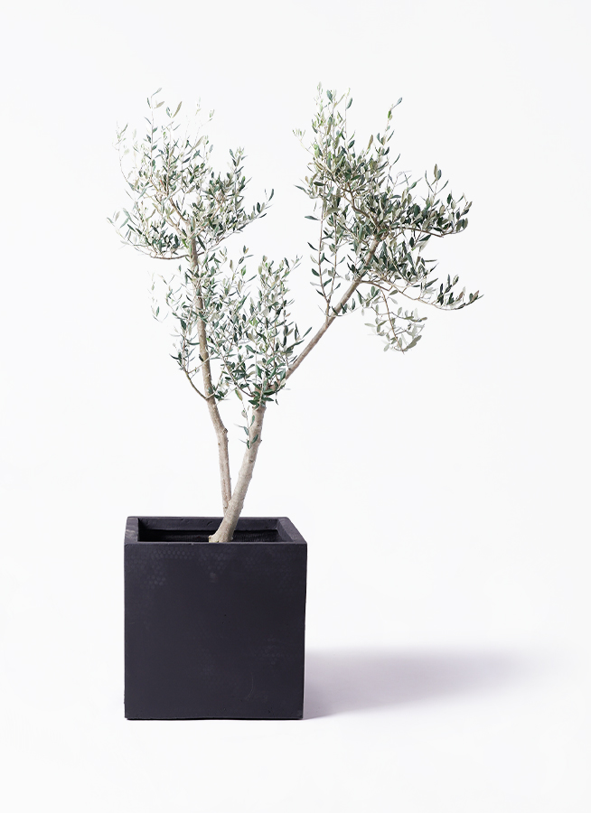 olive-mission-17_1.jpg?1735003472