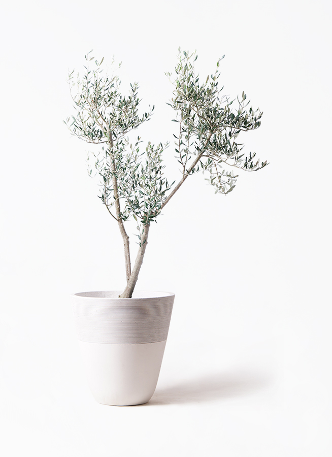 olive-mission-26_1.jpg?1735003498