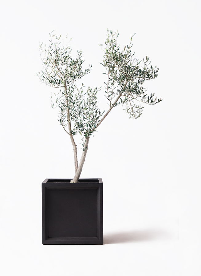 care様ミッション　10号　約170cm　NO.581　人気品種　一点物 olive-mission-15_1.jpg?1735003517
