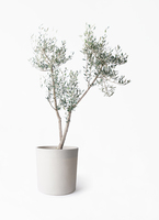 olive-mission-50_1.jpg?1735003510
