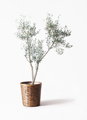 olive-mission-15_1.jpg?1735003517