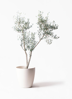 観葉植物 オリーブ 10号 ミッション ブリティッシュキューブ 付き
