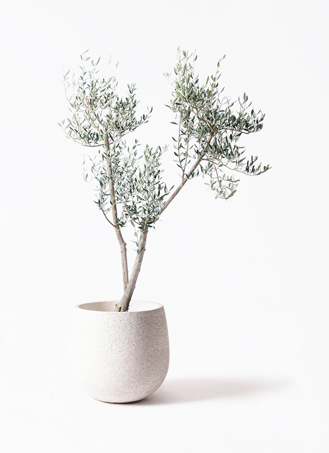 観葉植物 オリーブ 10号 ミッション エコストーンLight Gray