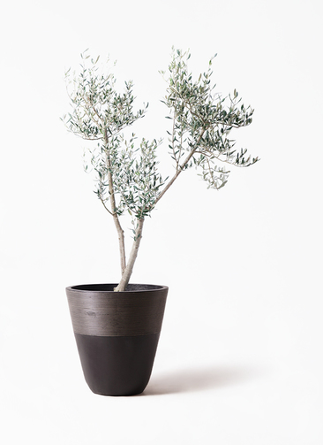 観葉植物 オリーブ 10号 ミッション ジュピター 黒 付き | 観葉植物
