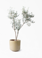 o*u様 オリーブの木,た植物/観葉植物ミッション『綺麗な樹形。全長約160㌢ オリーブの木,た植物/観葉植物ミッション『綺麗な樹形。全長約160㌢