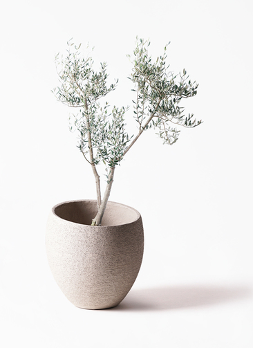 olive-mission-3_1.jpg?1735003554