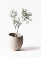 観葉植物 オリーブ 10号 ミッション ジュピター 黒 付き | 観葉植物