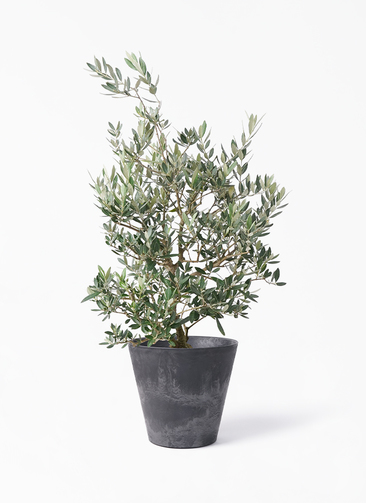 olive-picual-118_1.jpg?1735004770