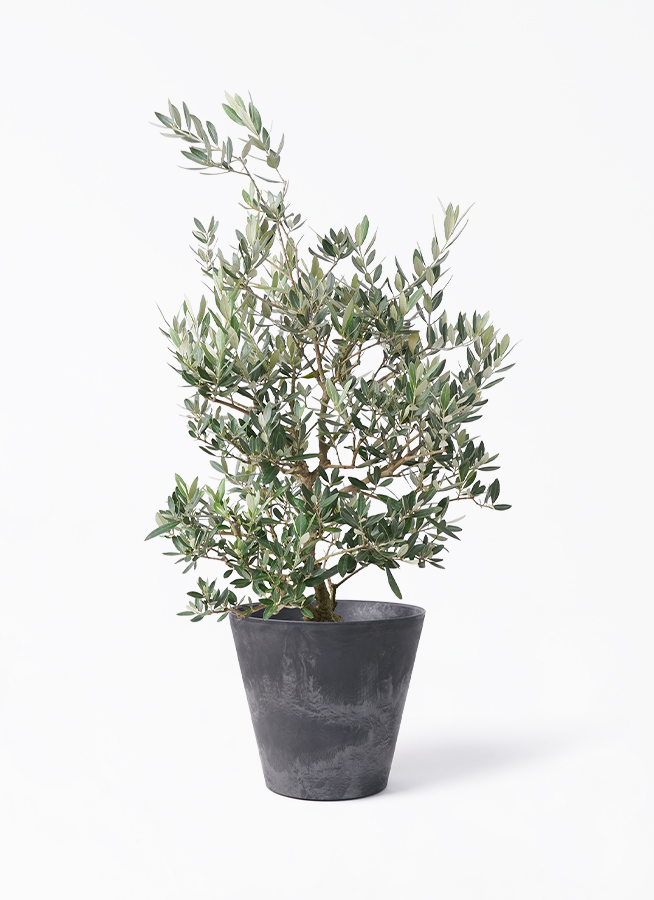 観葉植物 オリーブの木 8号 ピクアル アートストーン ラウンド