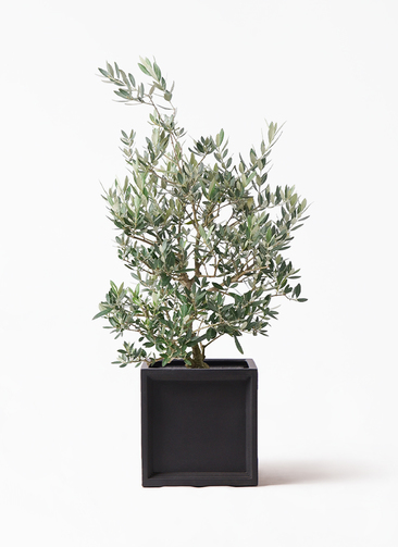 olive-picual-101_1.jpg?1735004775