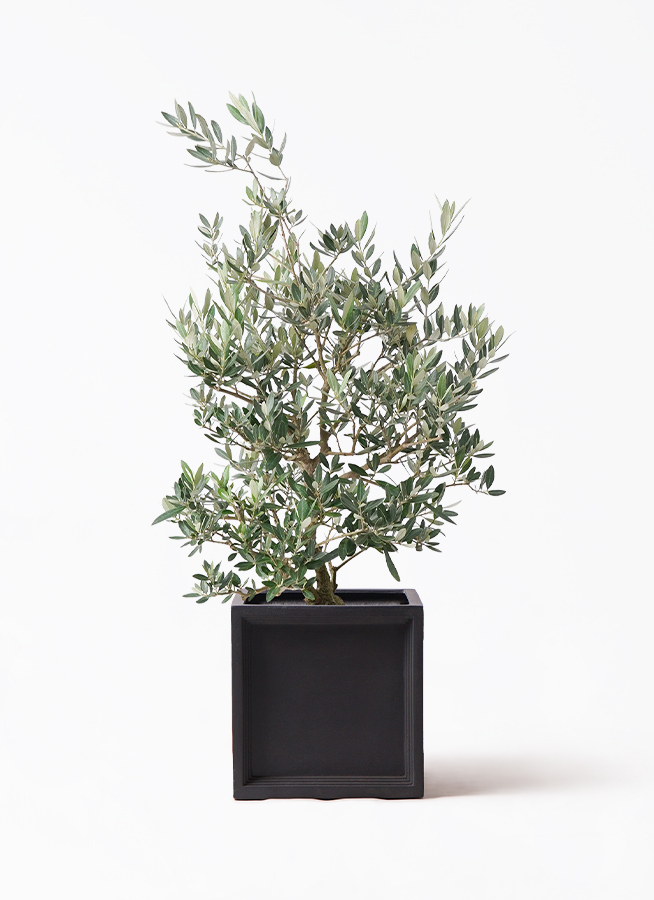 olive-picual-101_1.jpg?1735004775