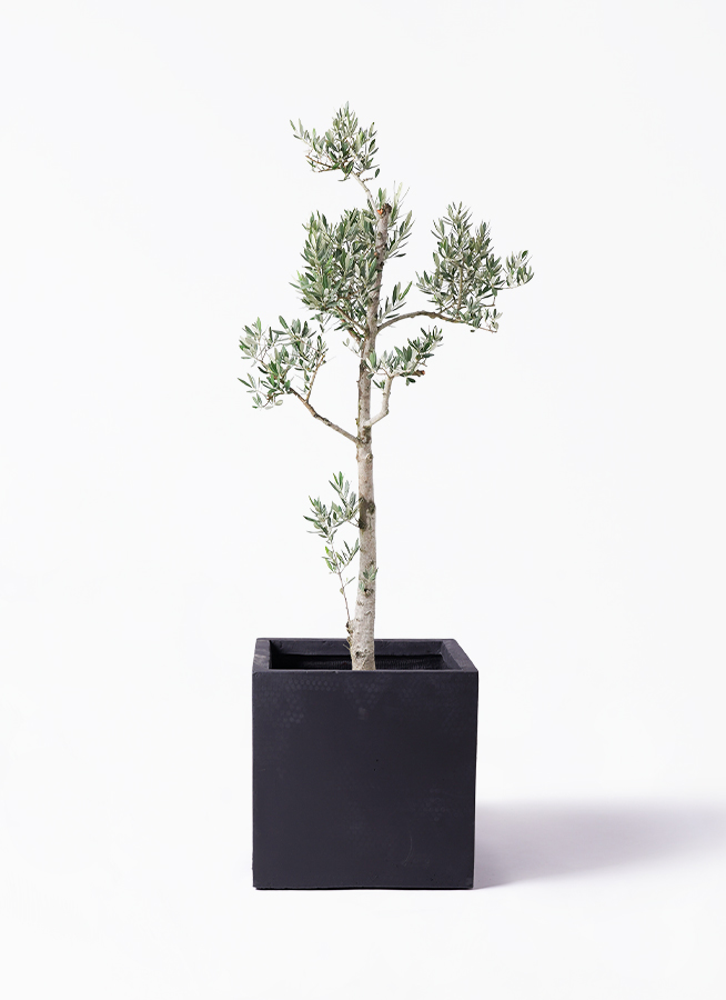 観葉植物 オリーブ 10号 ピクアル プラスチック鉢 | 観葉植物なら