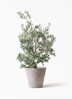 観葉植物 オリーブの木 8号 ピクアル アートストーン ラウンド グレー