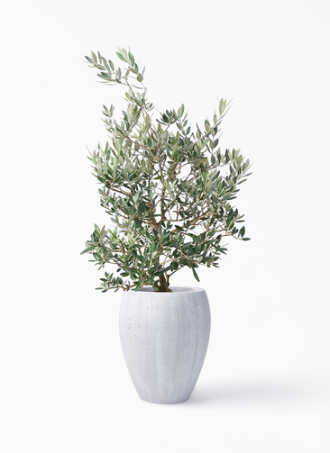 olive-picual-139_1.jpg?1735004806