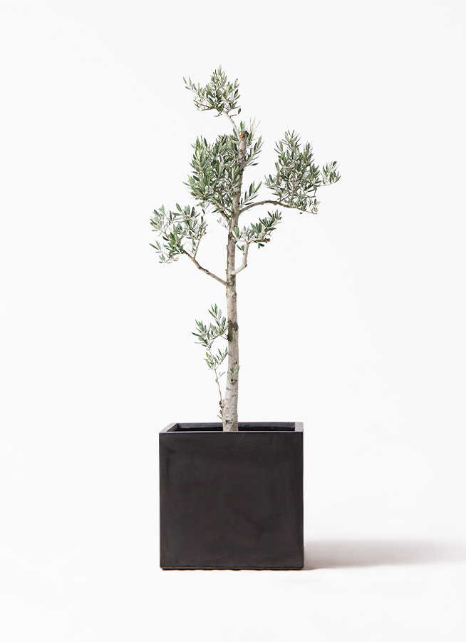 観葉植物 オリーブ 10号 ピクアル ファイバークレイ キューブ 付き 