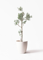 olive-picual-14_1.jpg?1735004832