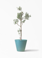 olive-picual-210_1.jpg?1735004897