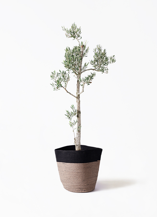 観葉植物 オリーブ 10号 ピクアル エコストーンGray 付き | 観葉植物