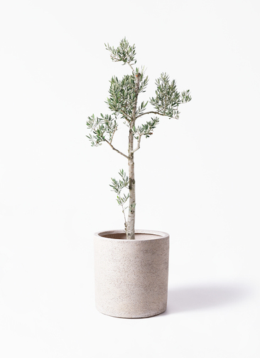 olive-picual-16_1.jpg?1735004910