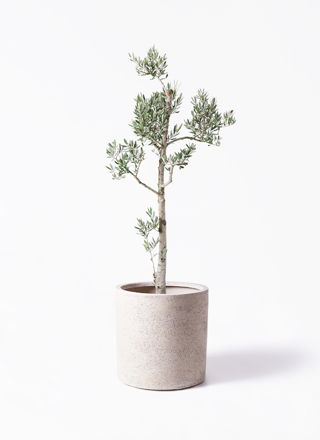 観葉植物 オリーブ 10号 ピクアル プラスチック鉢 | 観葉植物なら